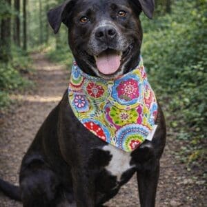 Black dog wearing colorful bandana on trail