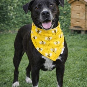 Smiling black dog wearing bee-patterned yellow bandana