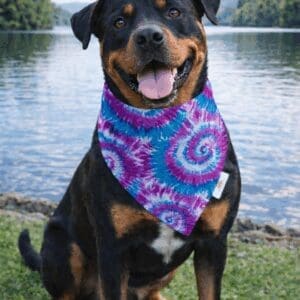 Smiling Rottweiler in tie-dye bandana by lake