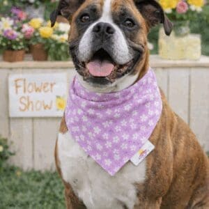 Brindle dog wearing purple bandana at flower show