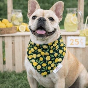 Smiling French bulldog at lemonade stand
