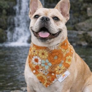 Smiling French bulldog with orange floral bandana