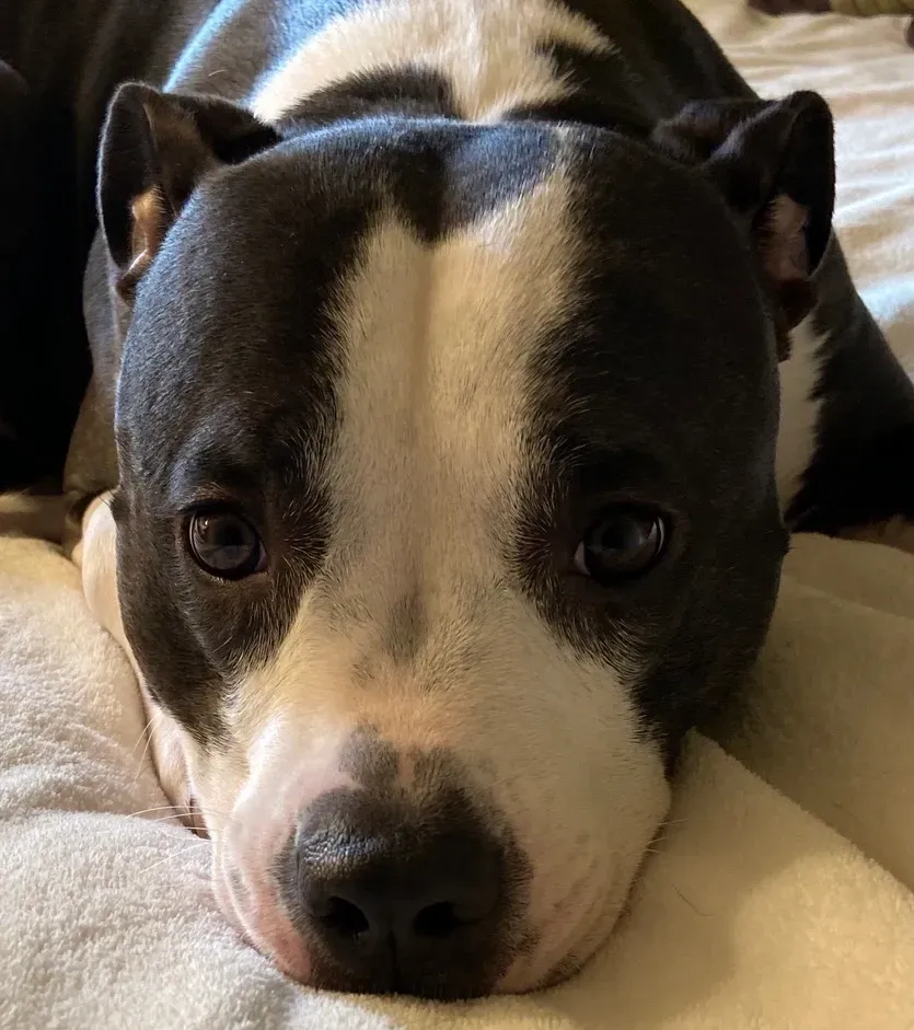 Close-up of a black and white dog resting its head on a soft surface.