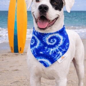 White dog in blue bandana beside surfboard