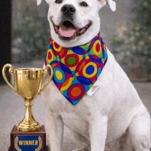 Champion white dog wearing colorful bandana beside trophy