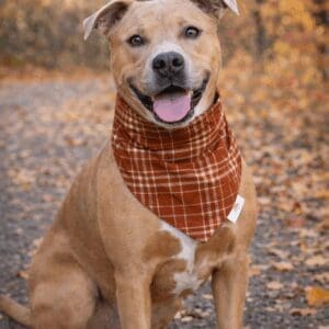Smiling tan dog wearing plaid bandana outdoors