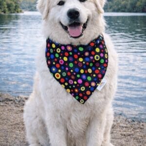 Happy white dog wearing polka-dot bandana