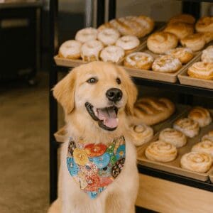 Golden retriever wearing bandana in bakery.