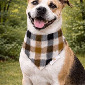 Smiling dog wearing plaid bandana outdoors
