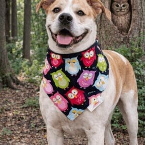 Happy dog in owl-print bandana, owl peeking