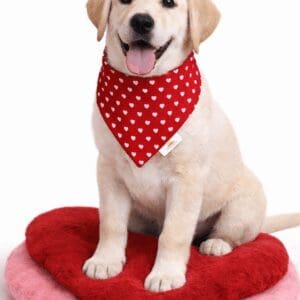 Smiling Labrador puppy with heart bandana