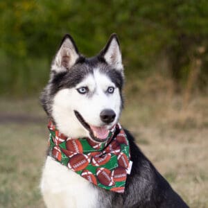 Husky wearing football-themed bandana outdoors.