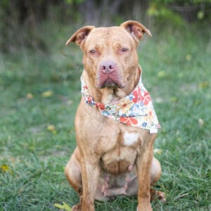 Brown dog wearing floral bandana sitting outside.